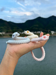 Minstrel Painting BJD Hognose snake代购